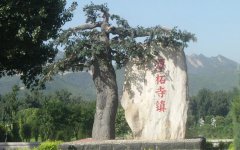 塑树